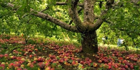 Kako posaditi stablo jabuke u jesen: vodič korak po korak